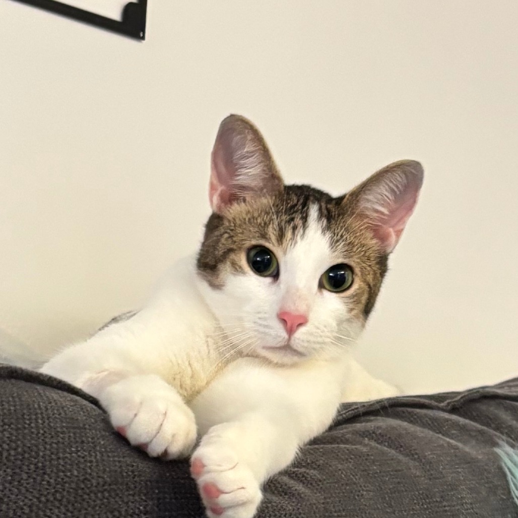 Jasper - Domestic Shorthair