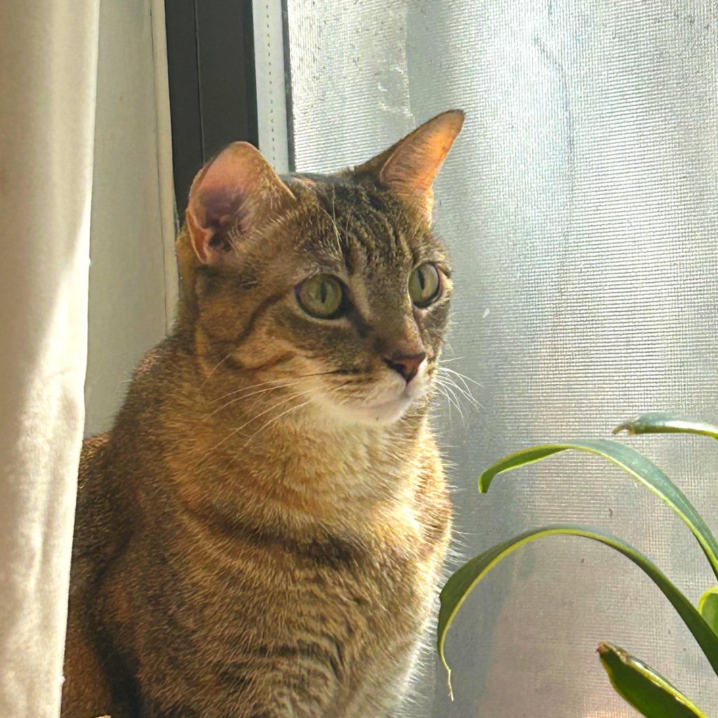 Pistachio - Domestic Shorthair