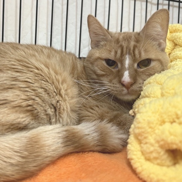 Saffron - Domestic Shorthair