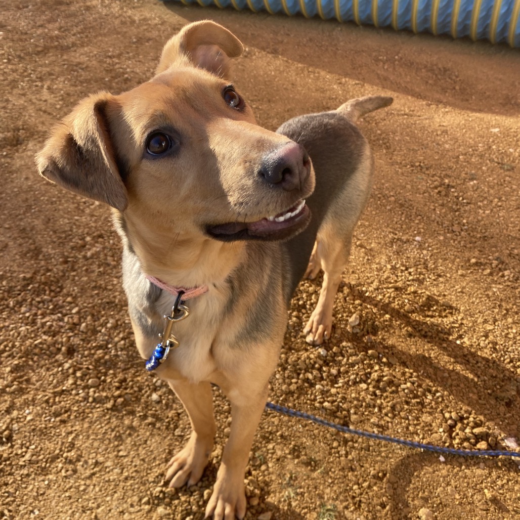 Nessy - Mixed Breed (Medium)