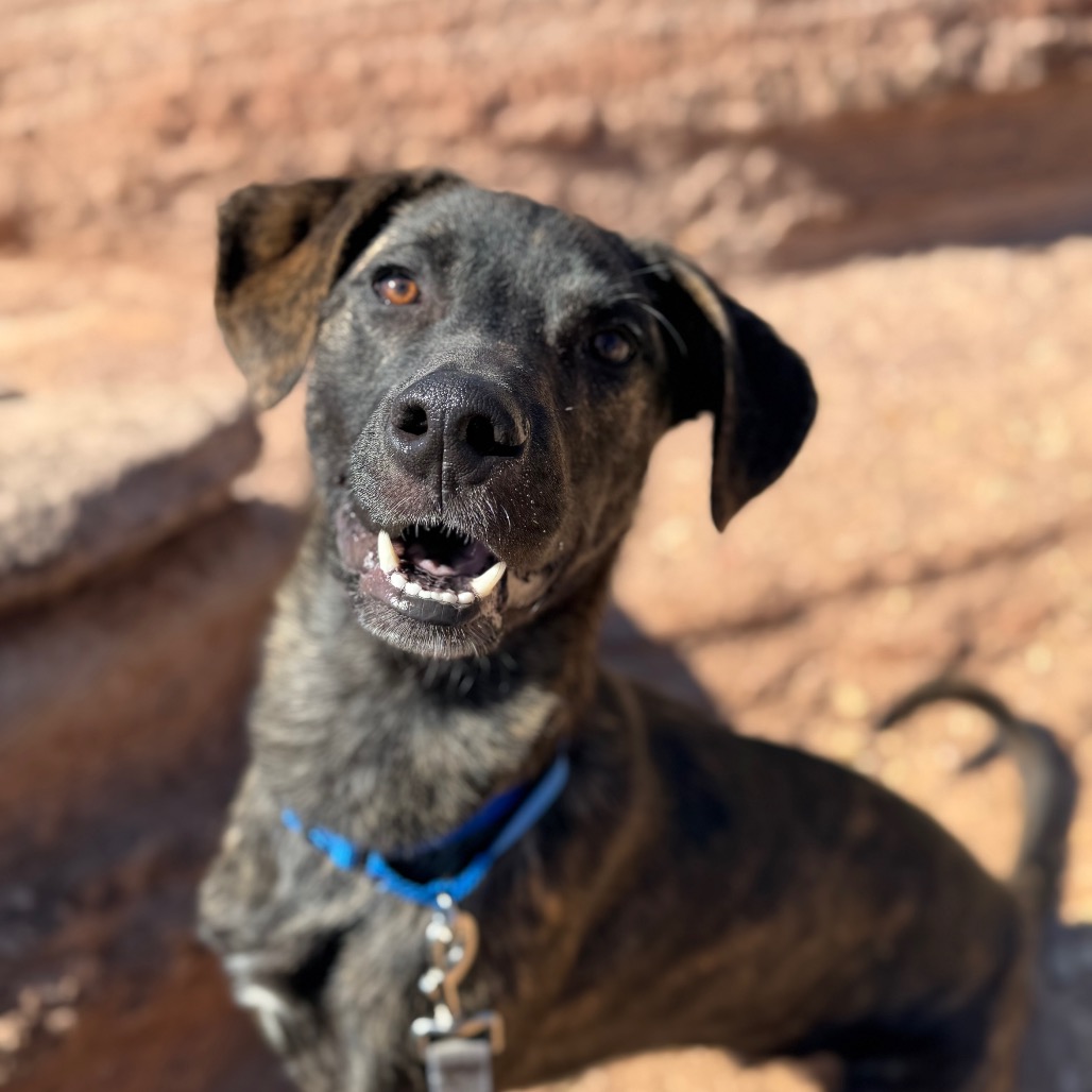 Jets - Retriever, Labrador/Mix