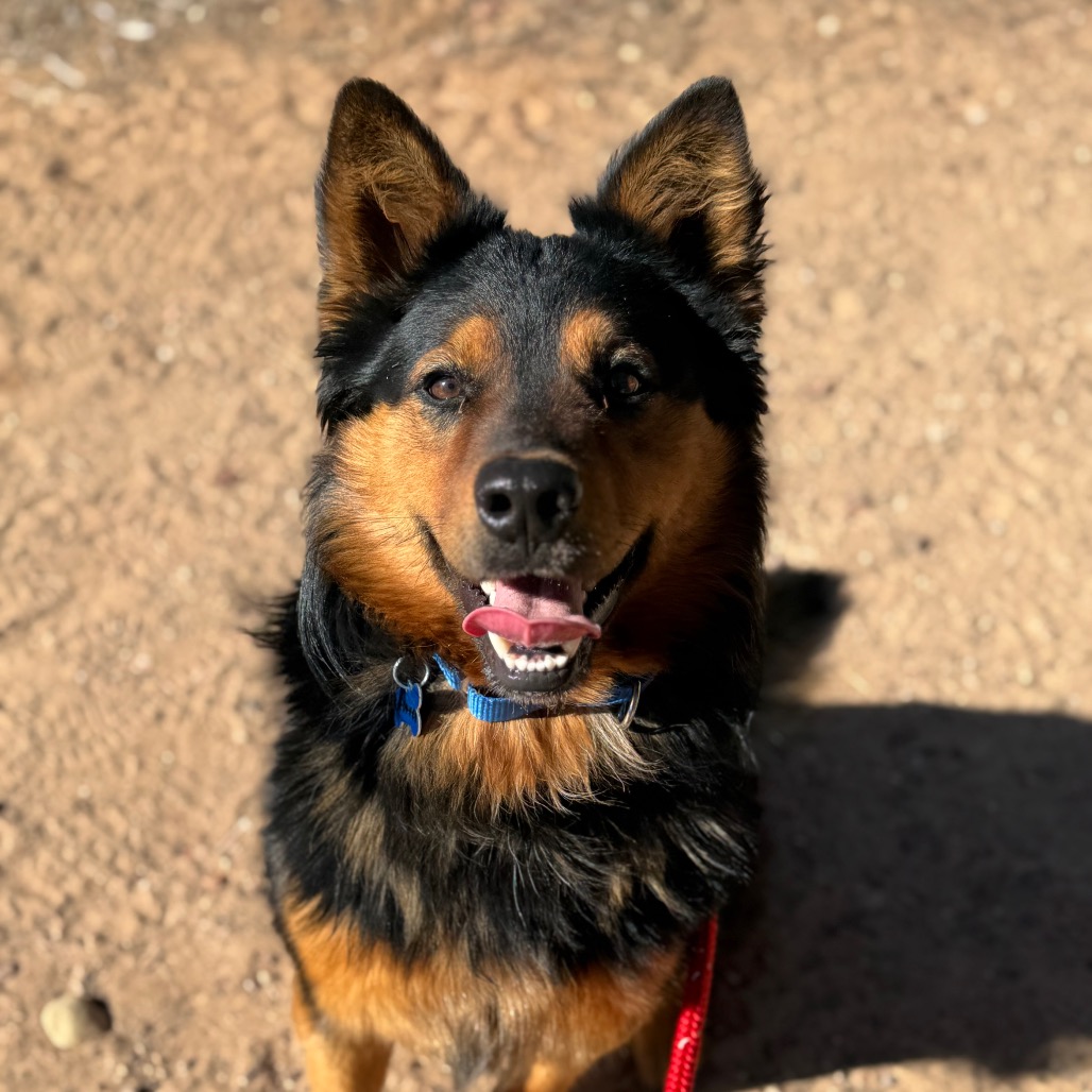 Hoover - Shepherd, Australian/Mixed Breed (Medium)