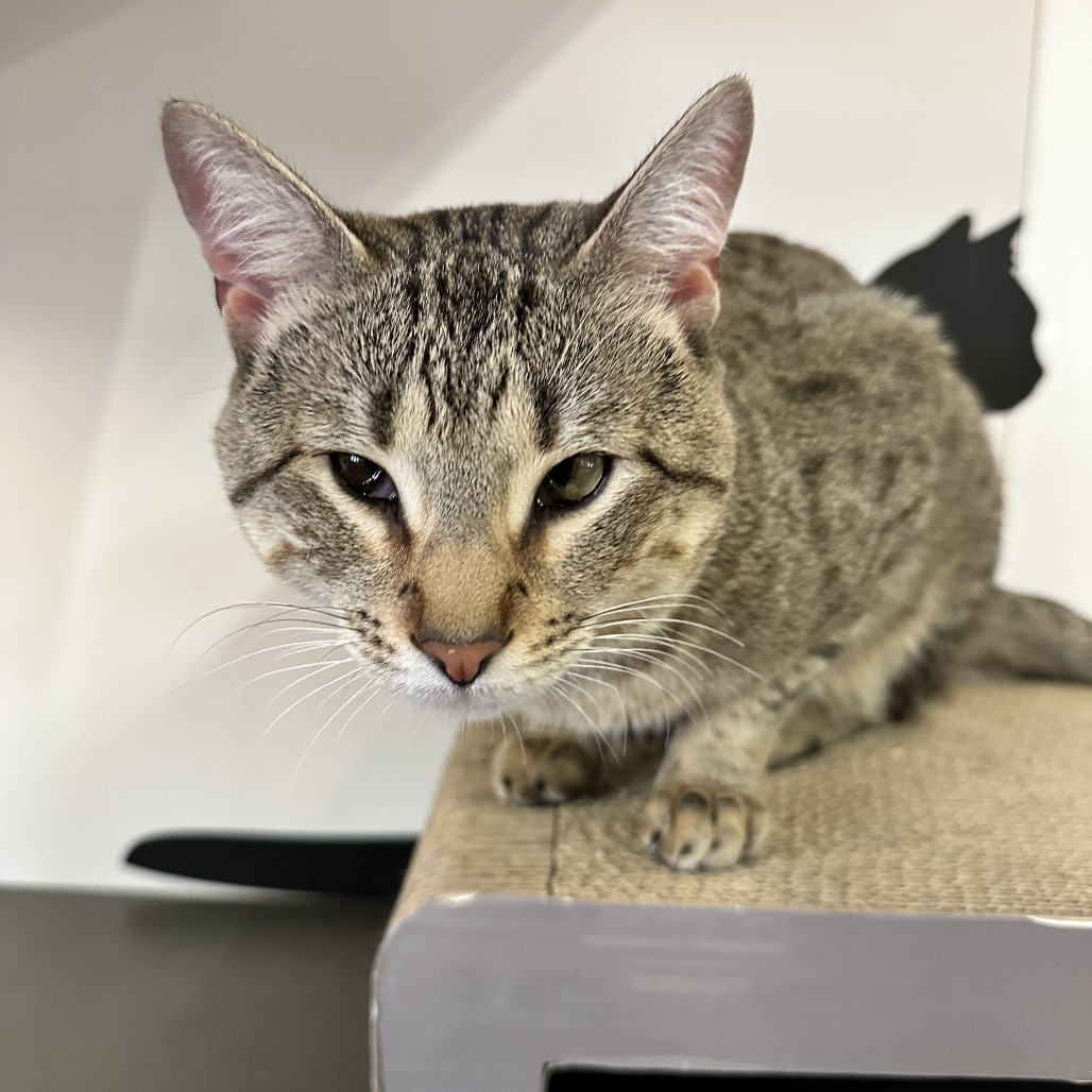 John Doe - Domestic Shorthair