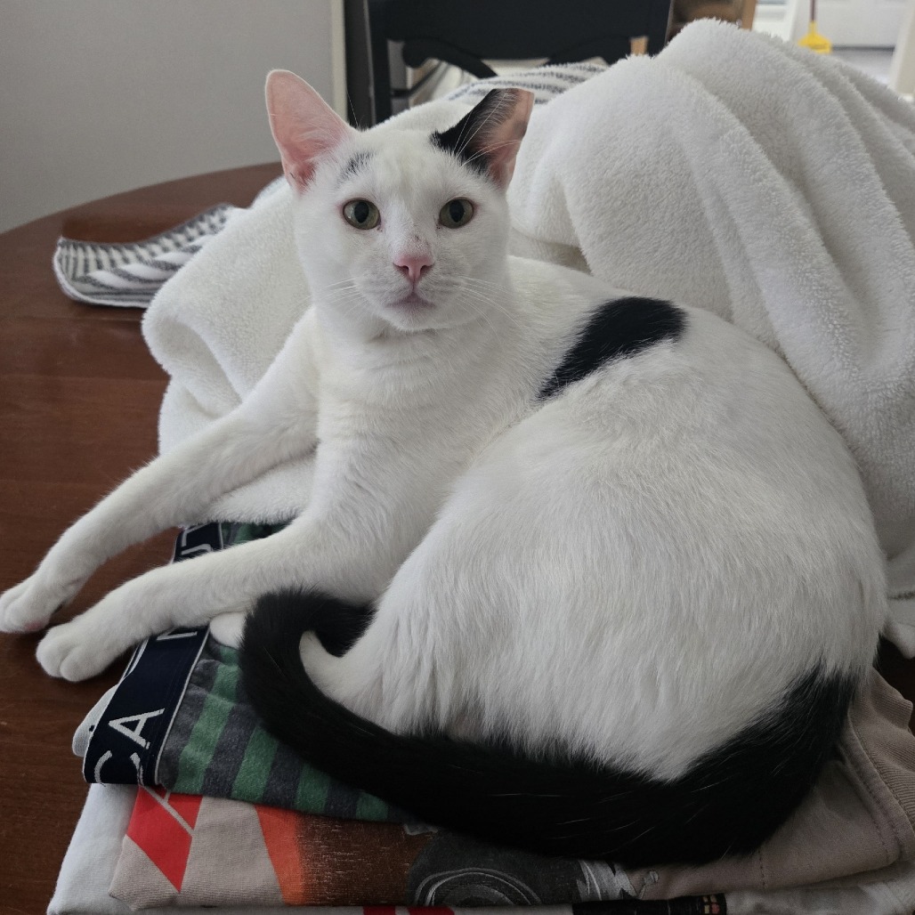 Noah - American Shorthair