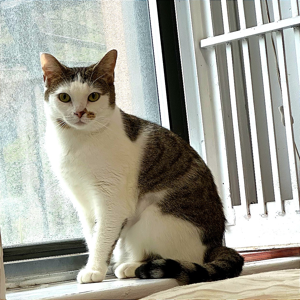 Amber - Domestic Shorthair