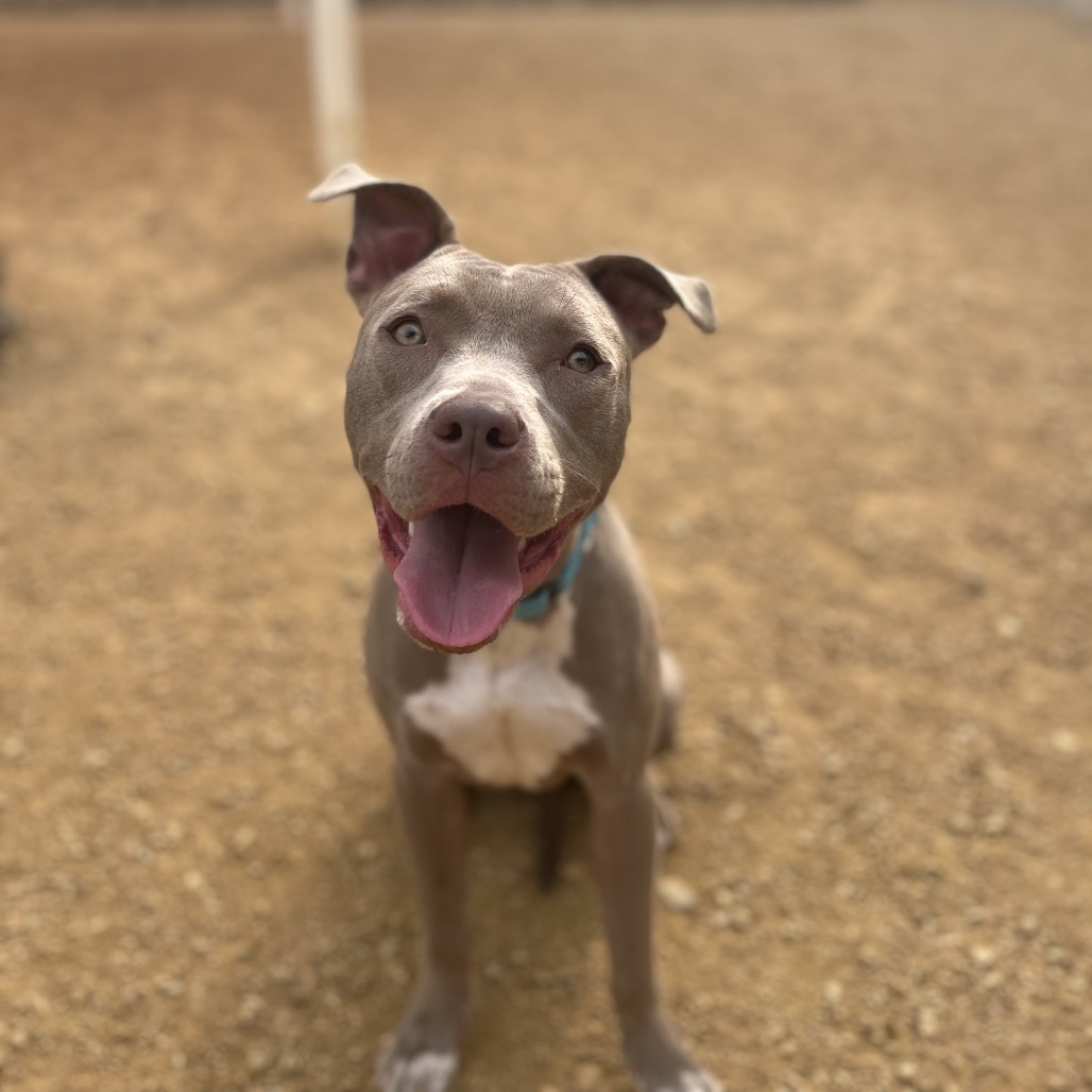 Georgia - Mixed Breed (Medium)