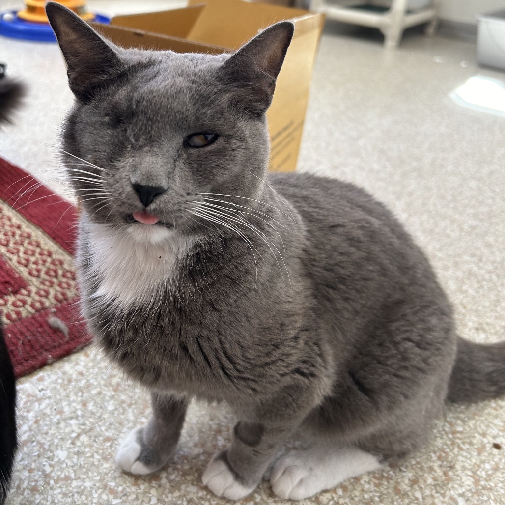 Adoptable Female Female