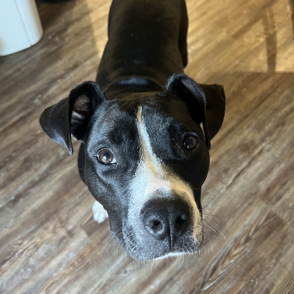 Margot - Mixed Breed (Medium)