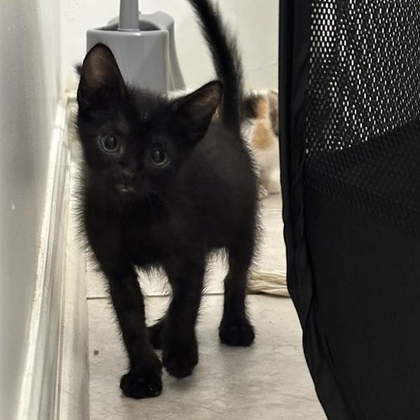 Doja Cat - Domestic Shorthair