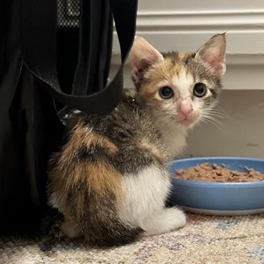 Hepcat - Domestic Shorthair