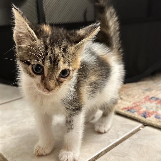 Eartha Katt - Domestic Shorthair