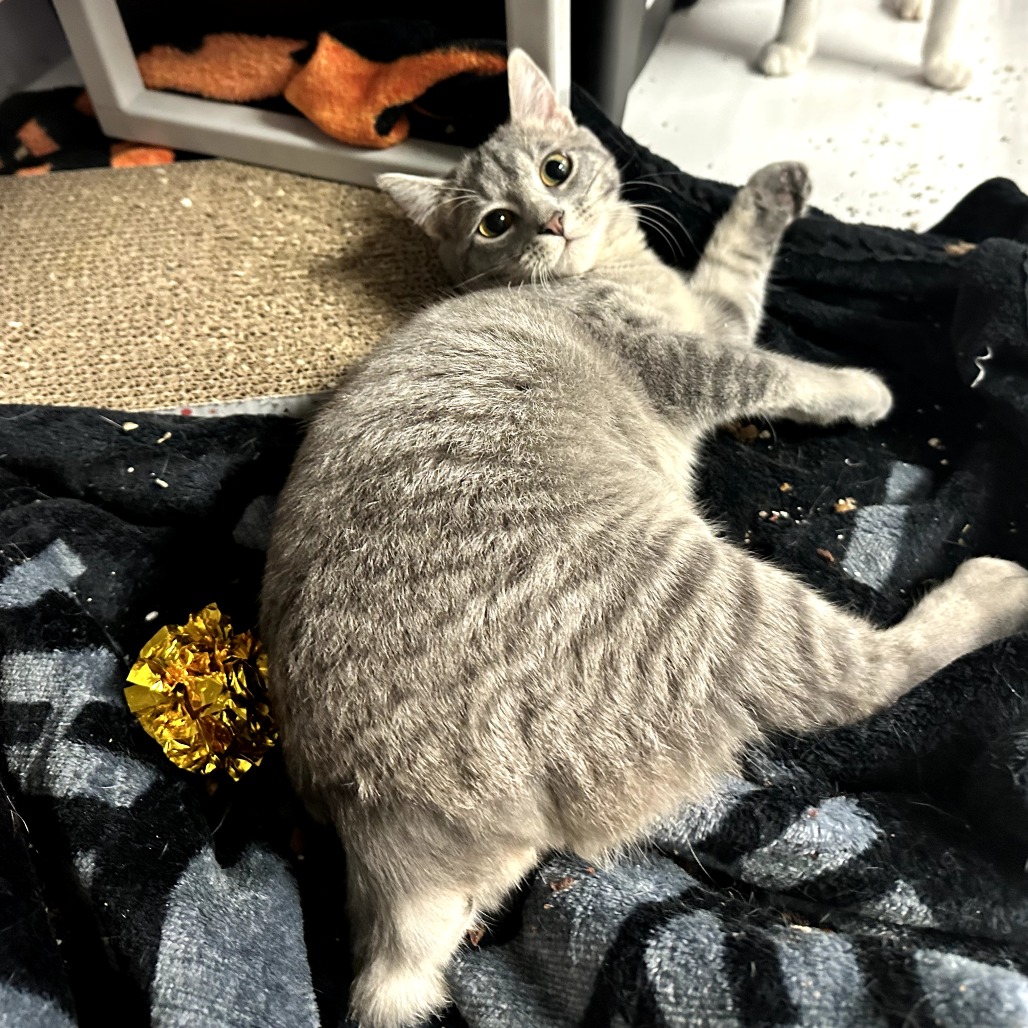 Calypso - Domestic Shorthair