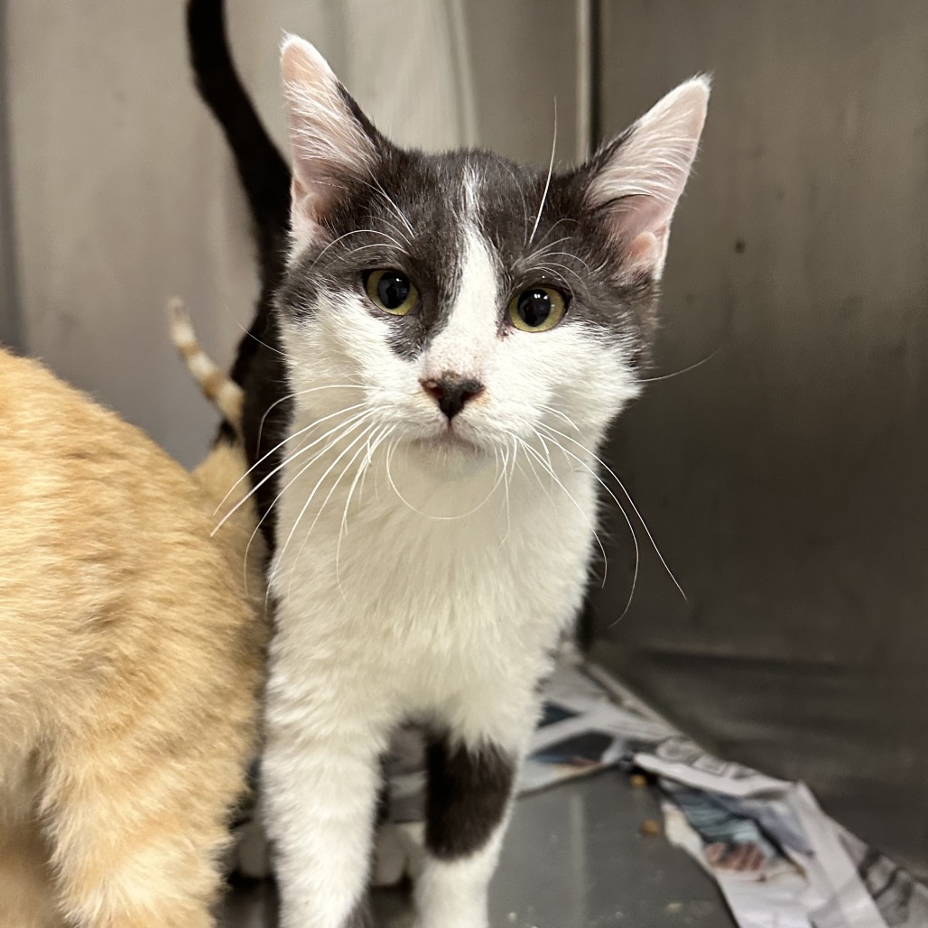 Butter - Domestic Shorthair