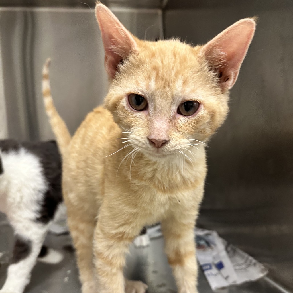 Flynn - Domestic Shorthair