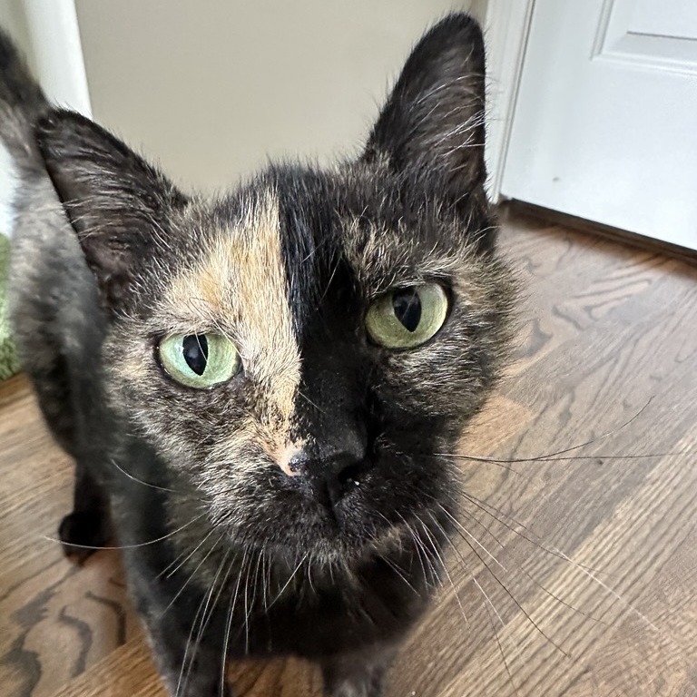 Elektra - Domestic Shorthair