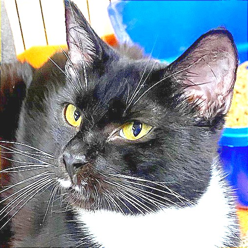 Midnight - Domestic Shorthair