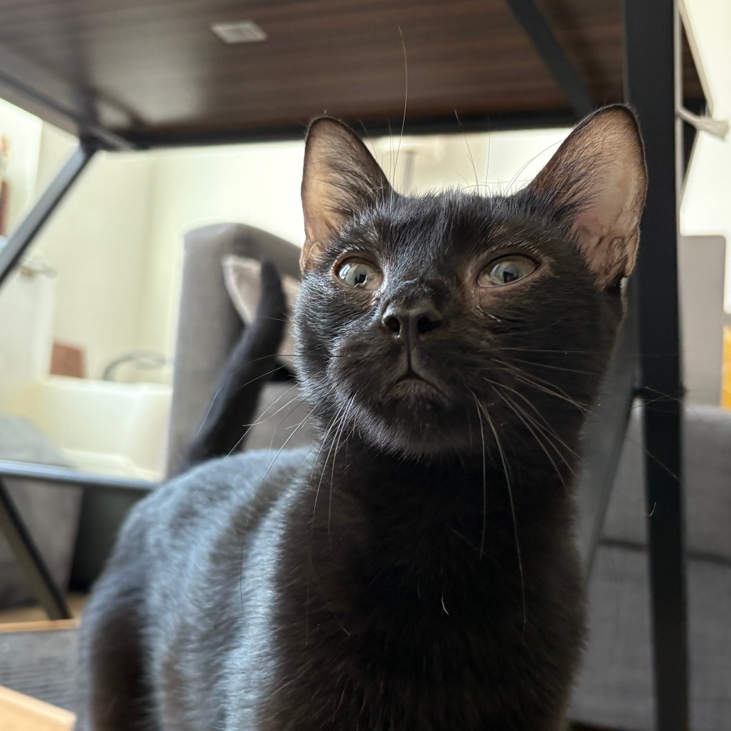 Zorro - Domestic Shorthair