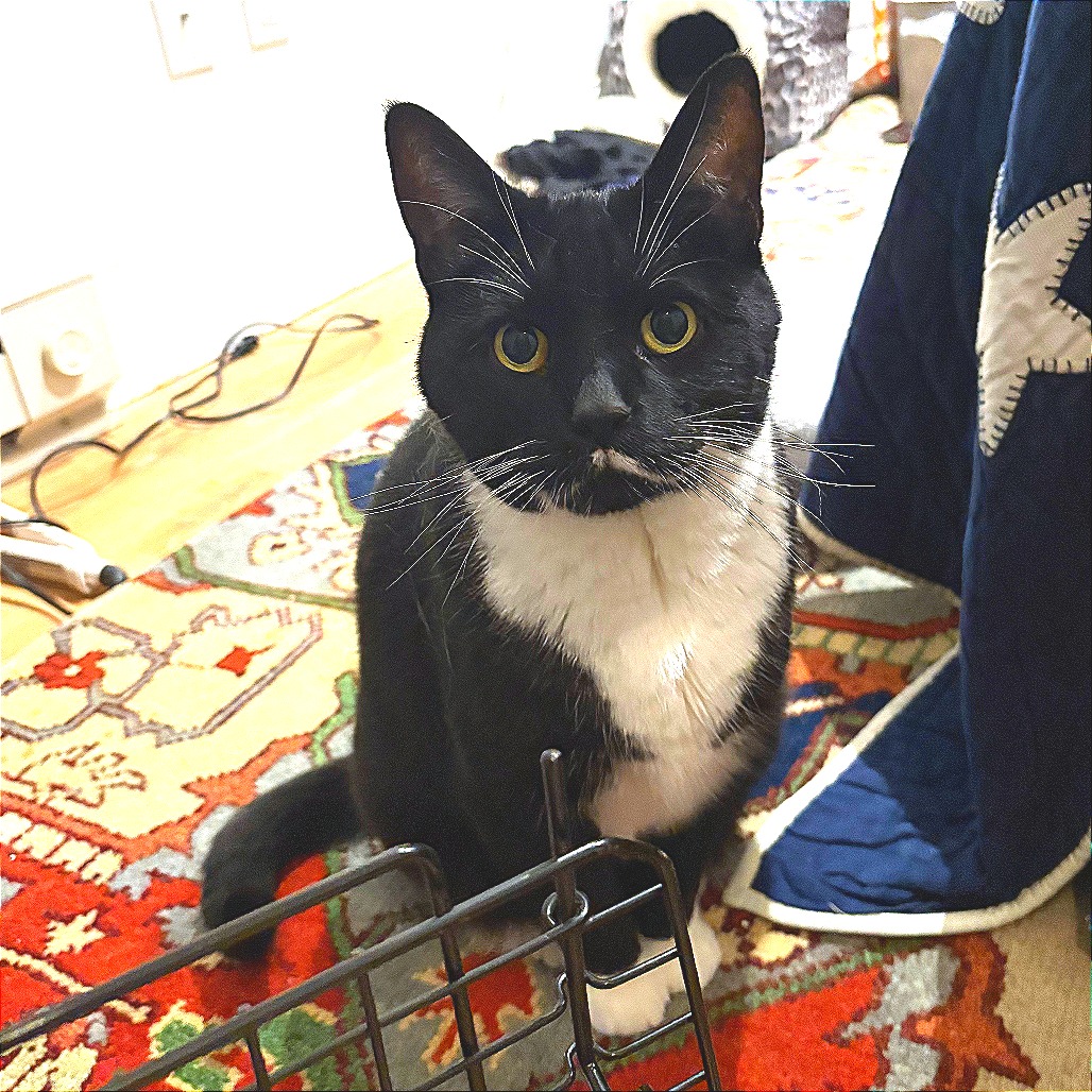 Rudy - Domestic Shorthair