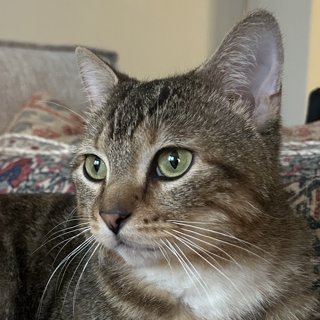 Scotcharoo - Domestic Shorthair