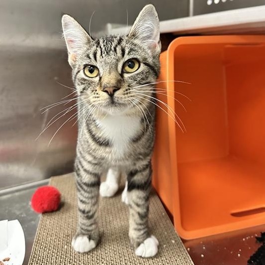 Snow White - Domestic Shorthair