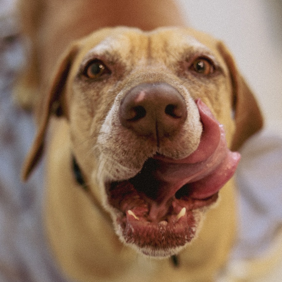 Sheba - Mixed Breed (Large)