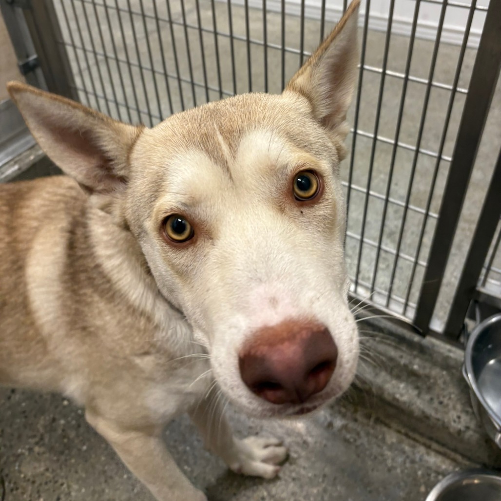 Eddy - Malamute, Alaskan/Mix