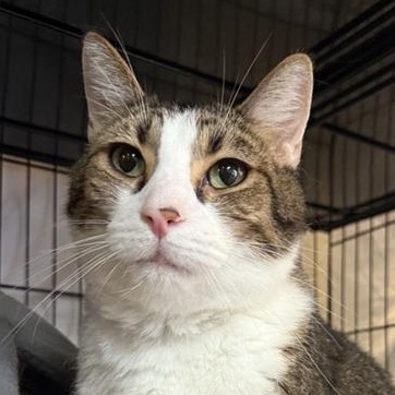 Trappy - Domestic Shorthair