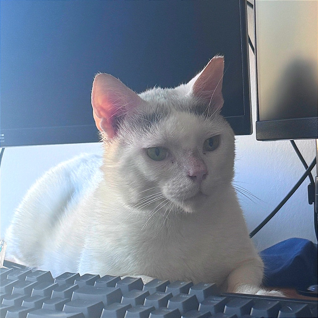 Cat Damon - Domestic Shorthair