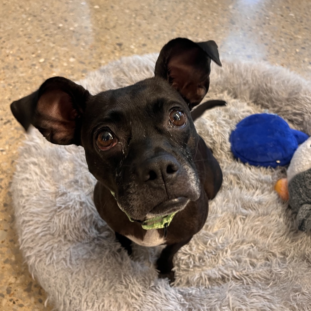 Emily Gilmore - Mixed Breed (Medium)