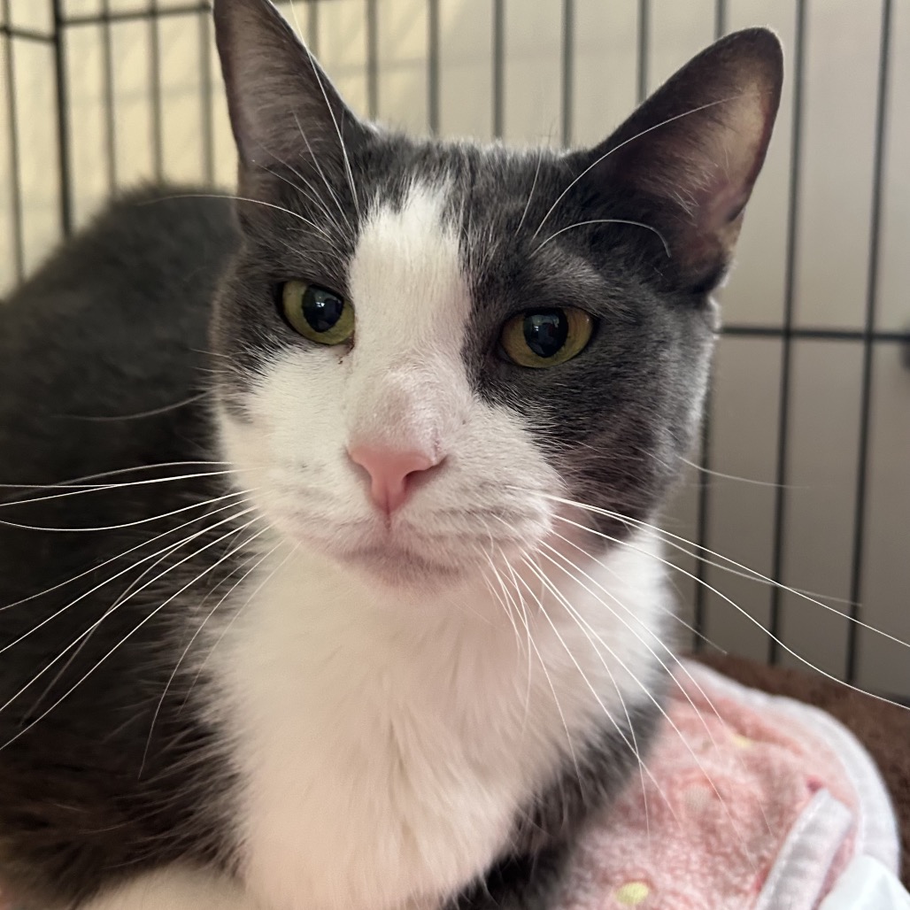 Lola - Domestic Shorthair