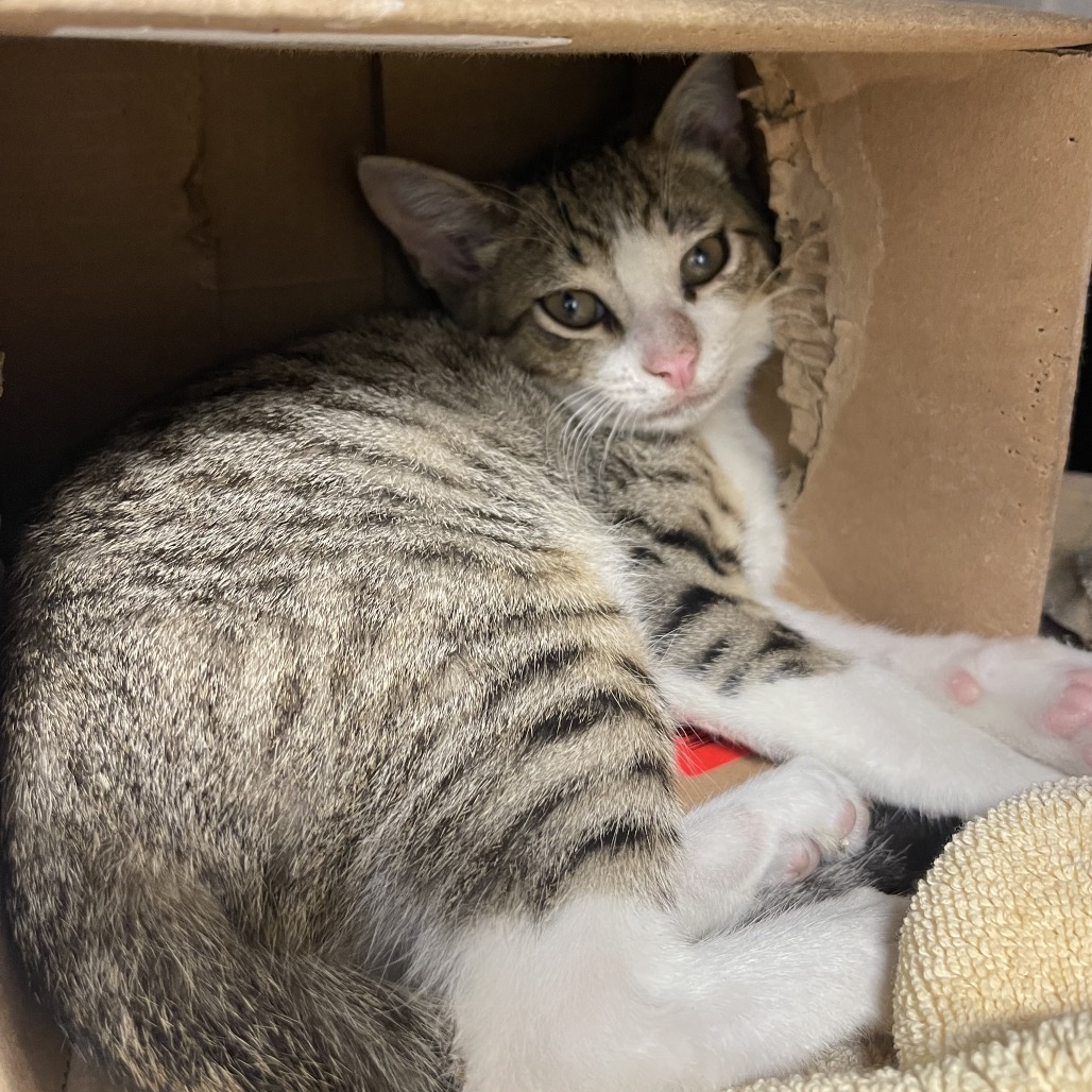 Cloud Strife - Domestic Shorthair