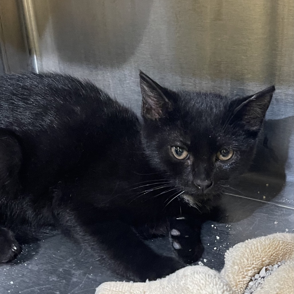 Samus Aran - Domestic Shorthair