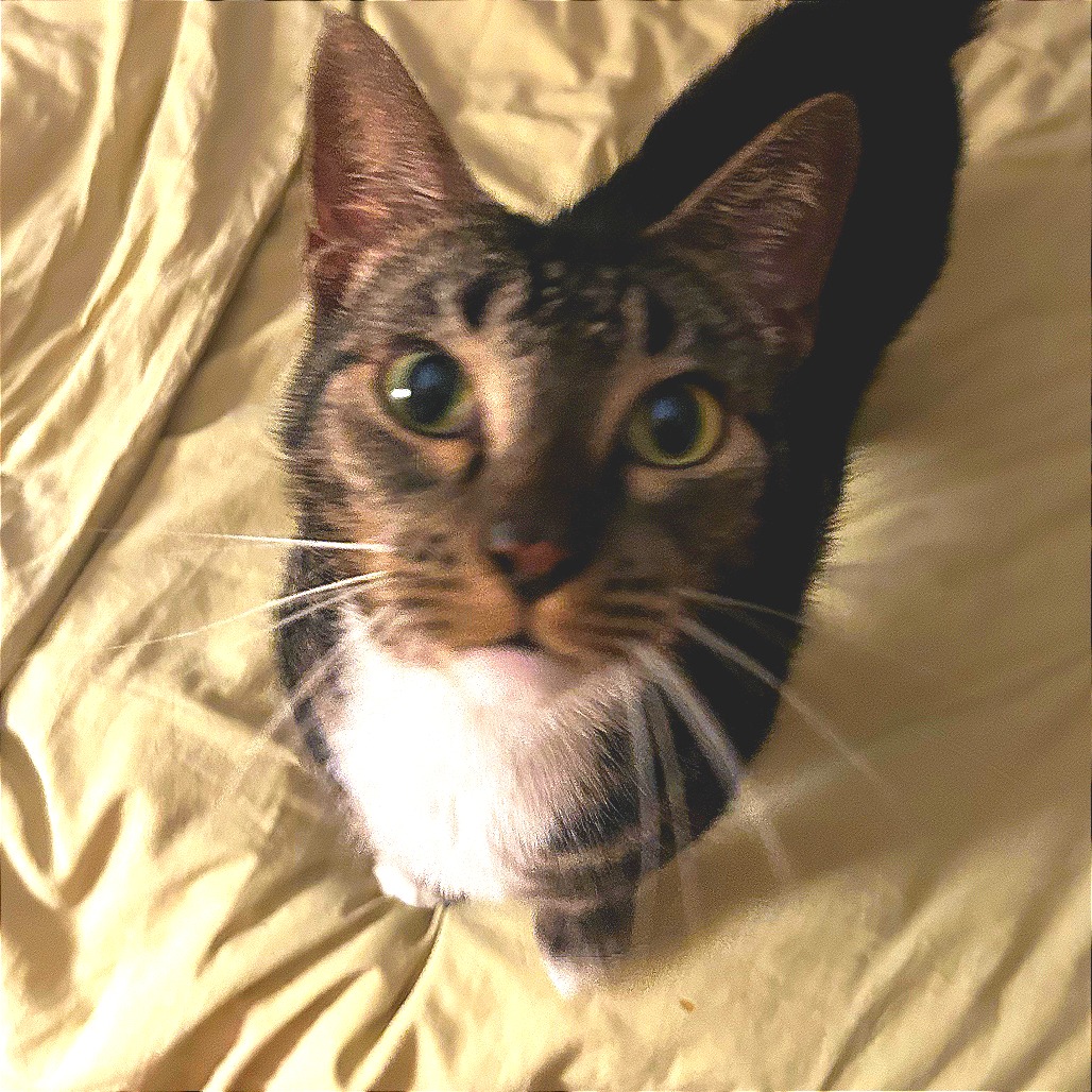 Benny - Domestic Shorthair