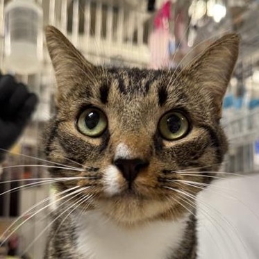 King Zazu - Domestic Shorthair