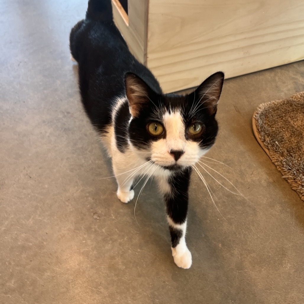 Doc - Domestic Shorthair