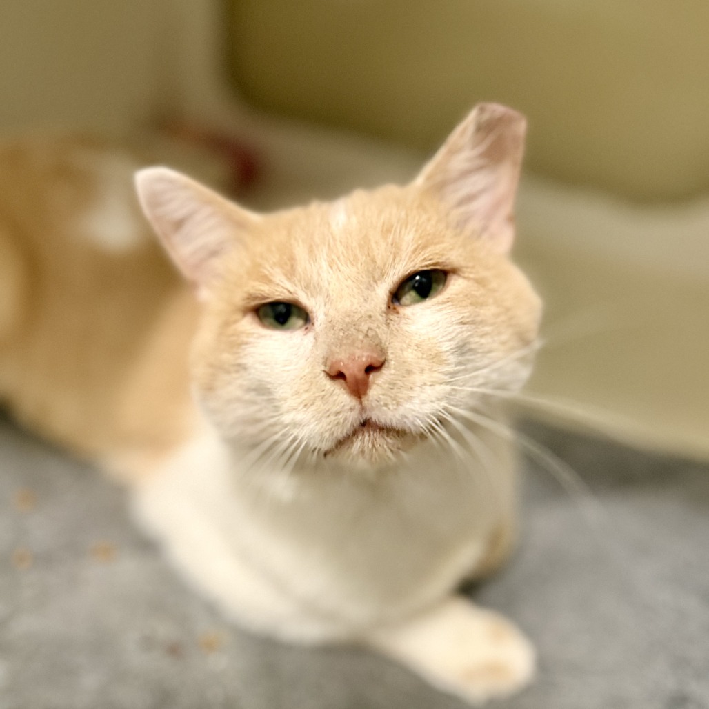 Stephan - Domestic Shorthair