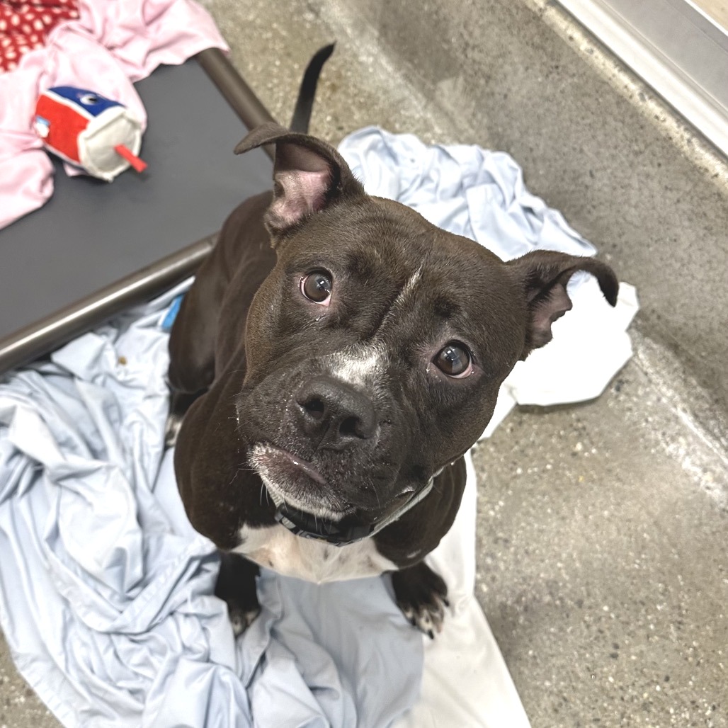 Harley Quinn - Terrier, Pit Bull/Mix