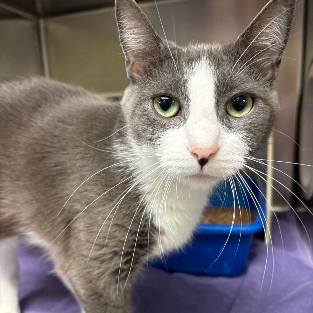 TastyKake - Domestic Shorthair