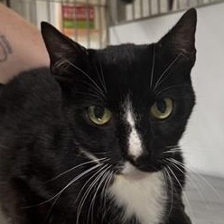 Judge Judy - Domestic Shorthair