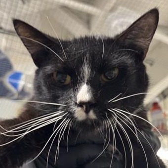 Blaze - Domestic Shorthair