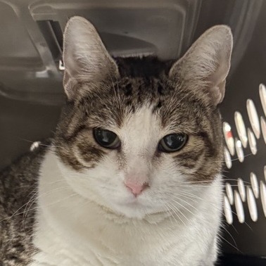 Lala - Domestic Shorthair