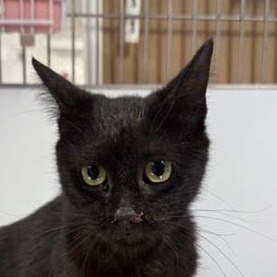 Salem Luna - Domestic Shorthair