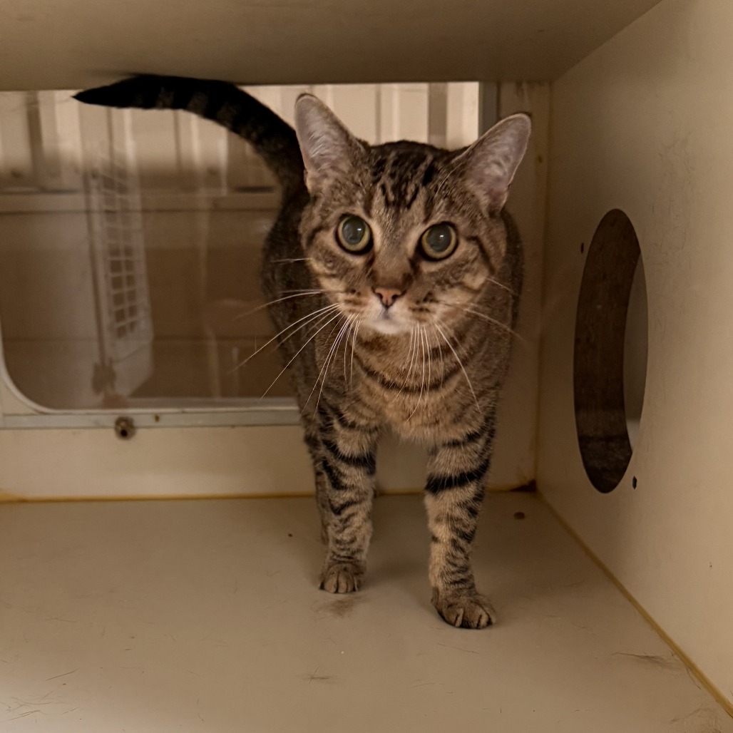 Bonnie - Domestic Shorthair