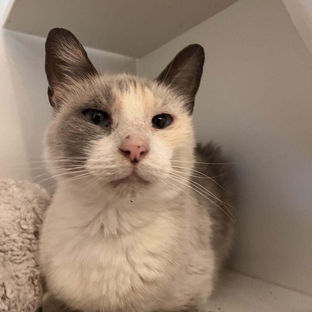 Bean - Domestic Shorthair