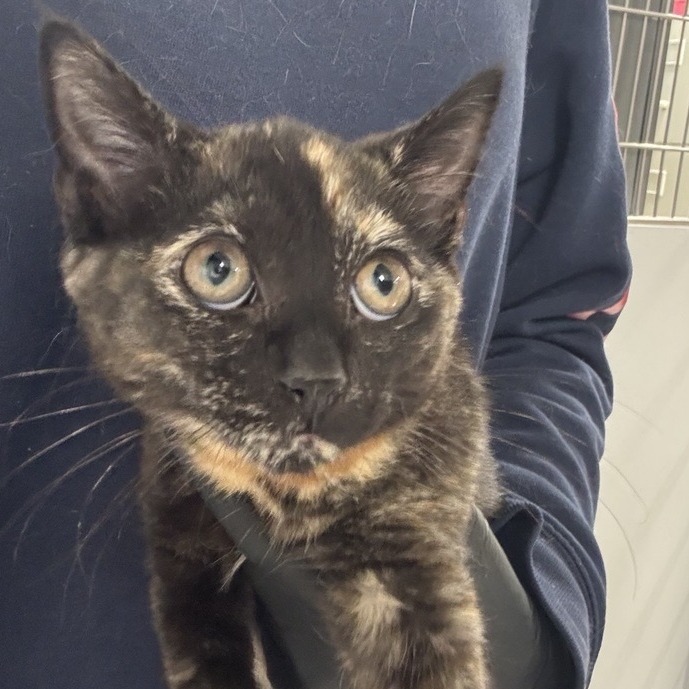 Amara - Domestic Shorthair