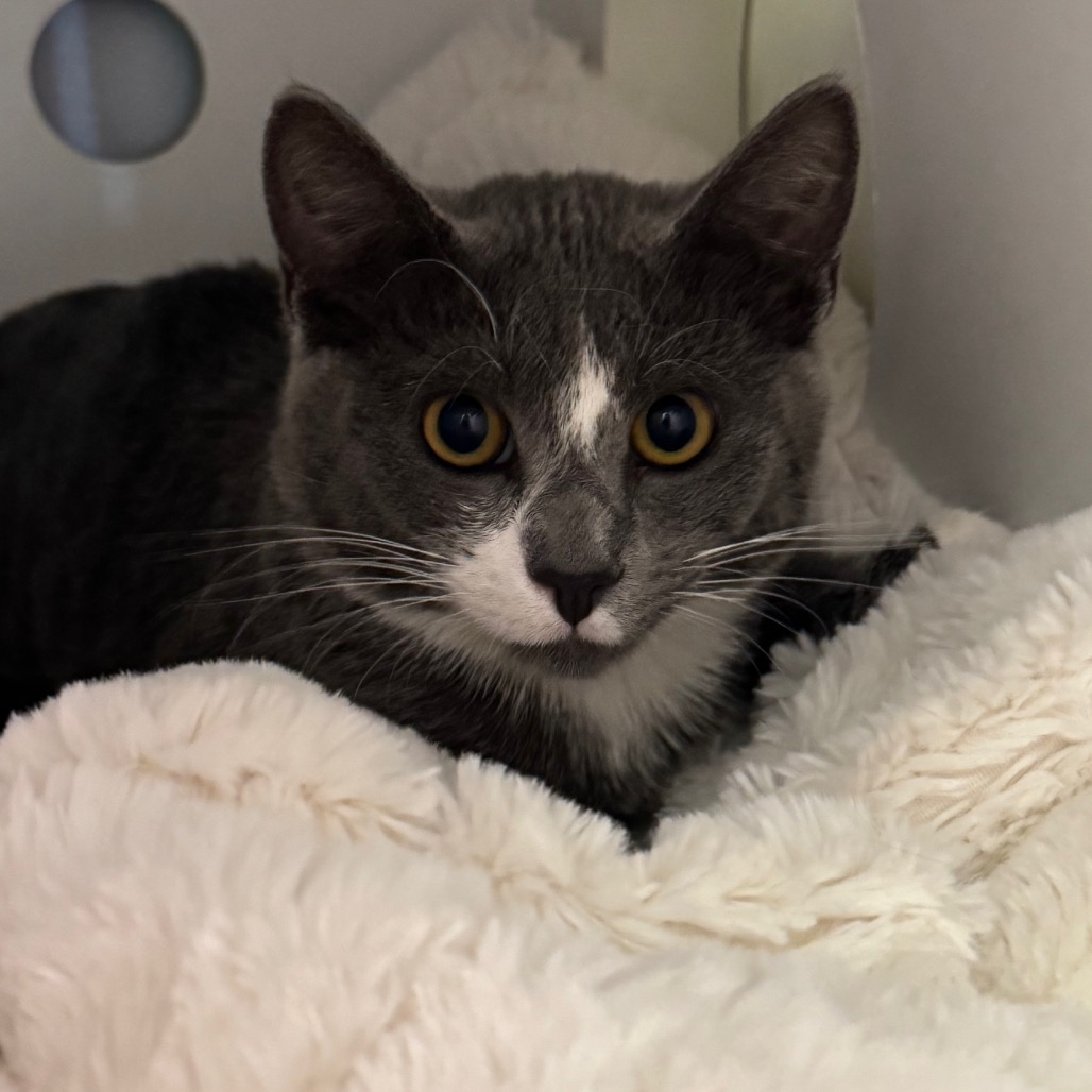 Loaf - Domestic Shorthair