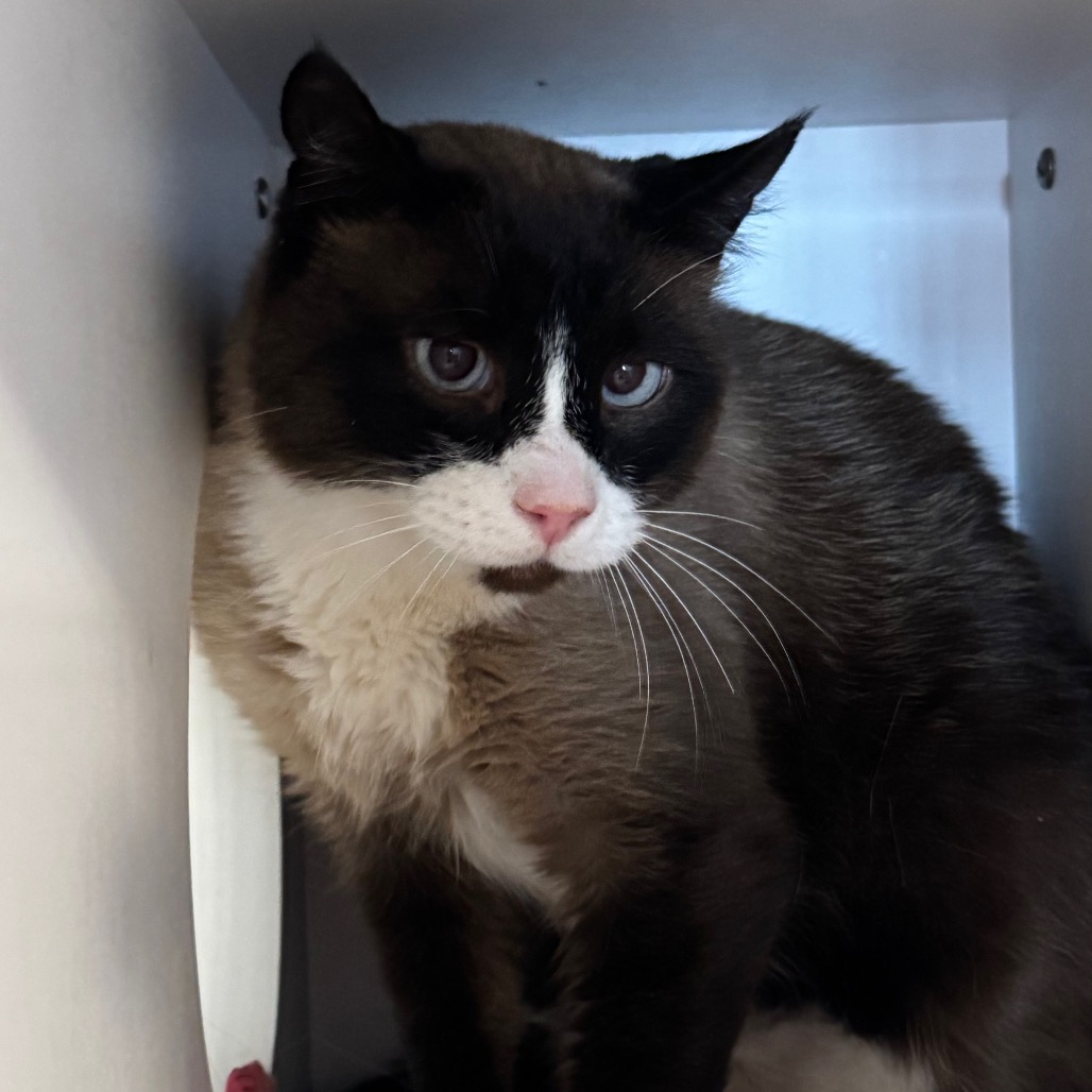 Franklin - Domestic Shorthair