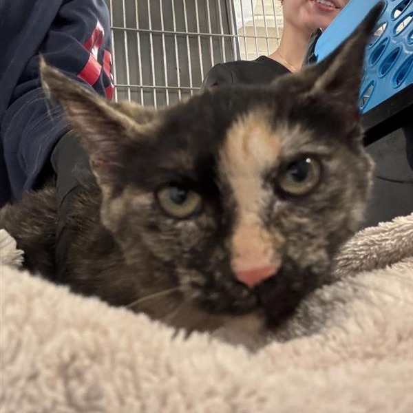 Uma - Domestic Shorthair