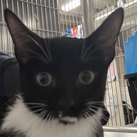 Seagull - Domestic Shorthair