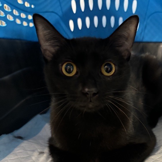 Bev - Domestic Shorthair